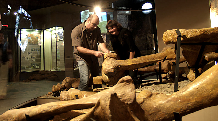 Динотерий в экспозиции палеонтологии