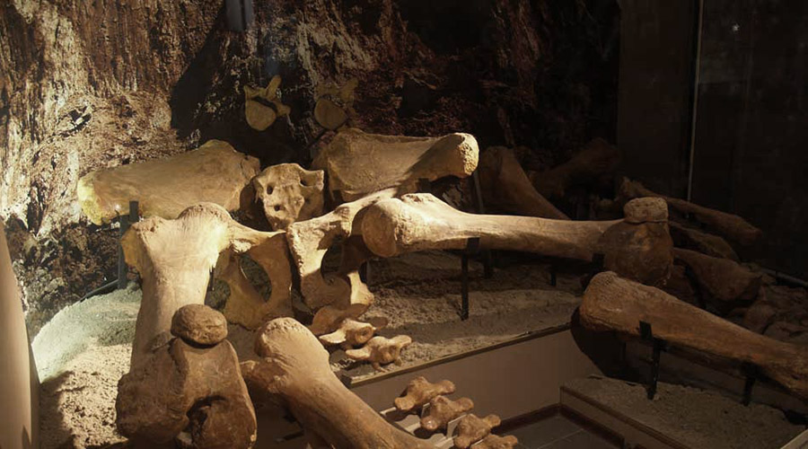 Трогонтерий в экспозиции палеонтологии