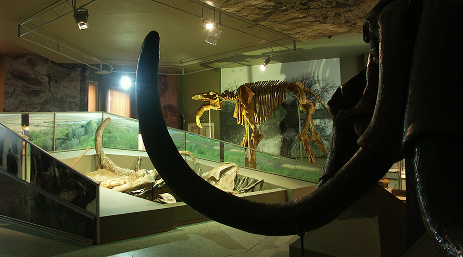 Инсталляция "Трогонтерий" в Азовском музее заповеднике
